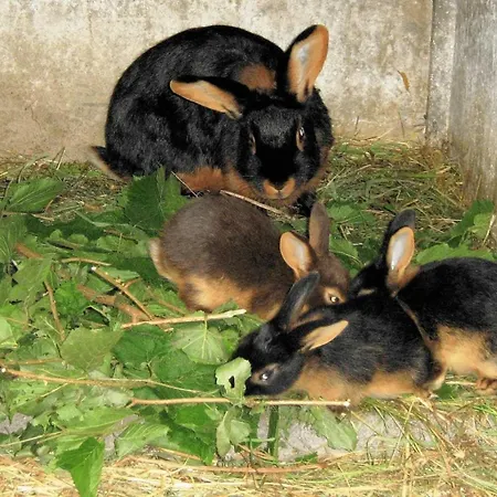 Кемпинг 3 Etoiles - Ccaidff *